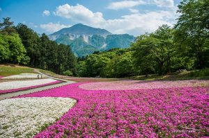f18-5-2　sibazakura